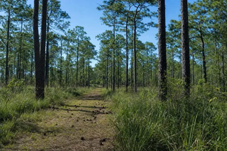 Illustrative community scene for Benzodiazepine Addiction Treatment near Swainsboro, GA, image 5