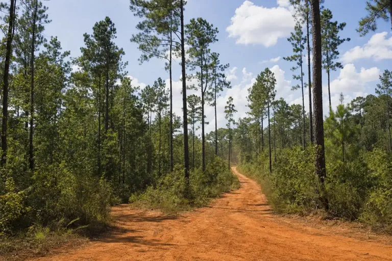 Illustrative community scene for Partial Hospitalization Program (PHP) Addiction Treatment near Swainsboro, GA, image 4 Illustrative community scene for Partial Hospitalization Program (PHP) Addiction Treatment near Swainsboro, GA, image 4
